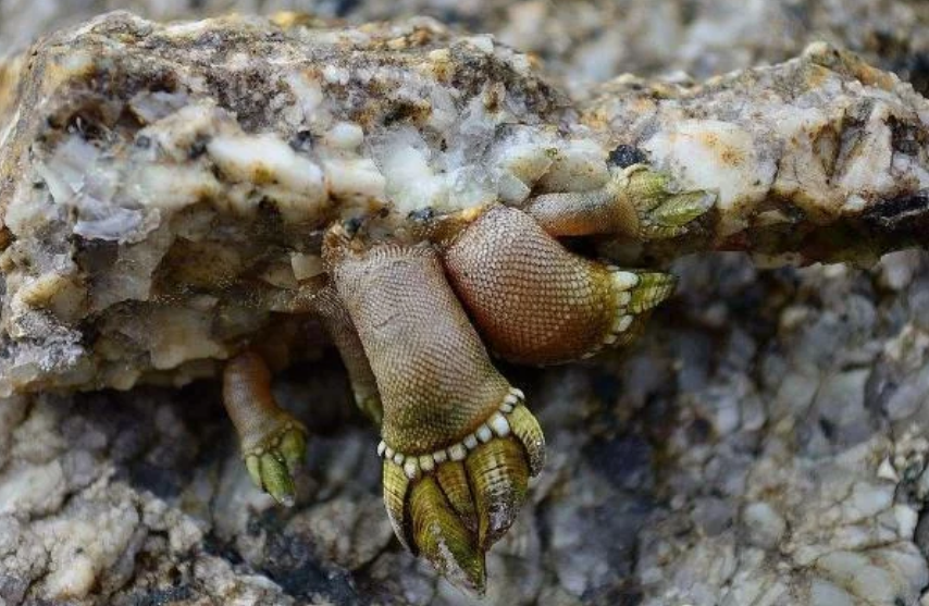 一斤就要上万,渔民却表示不想挣这钱,可惜|狗爪|海鲜|鲜美_新浪新闻