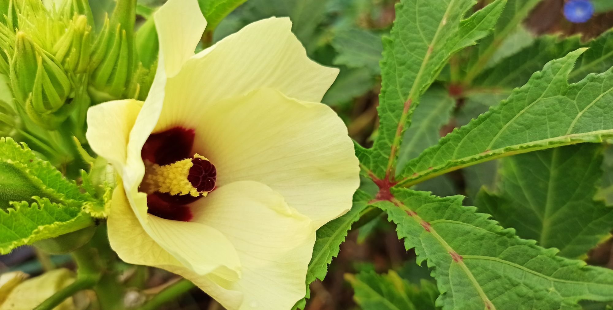 蔬菜之王——咖啡黄葵_高清图集_新浪网