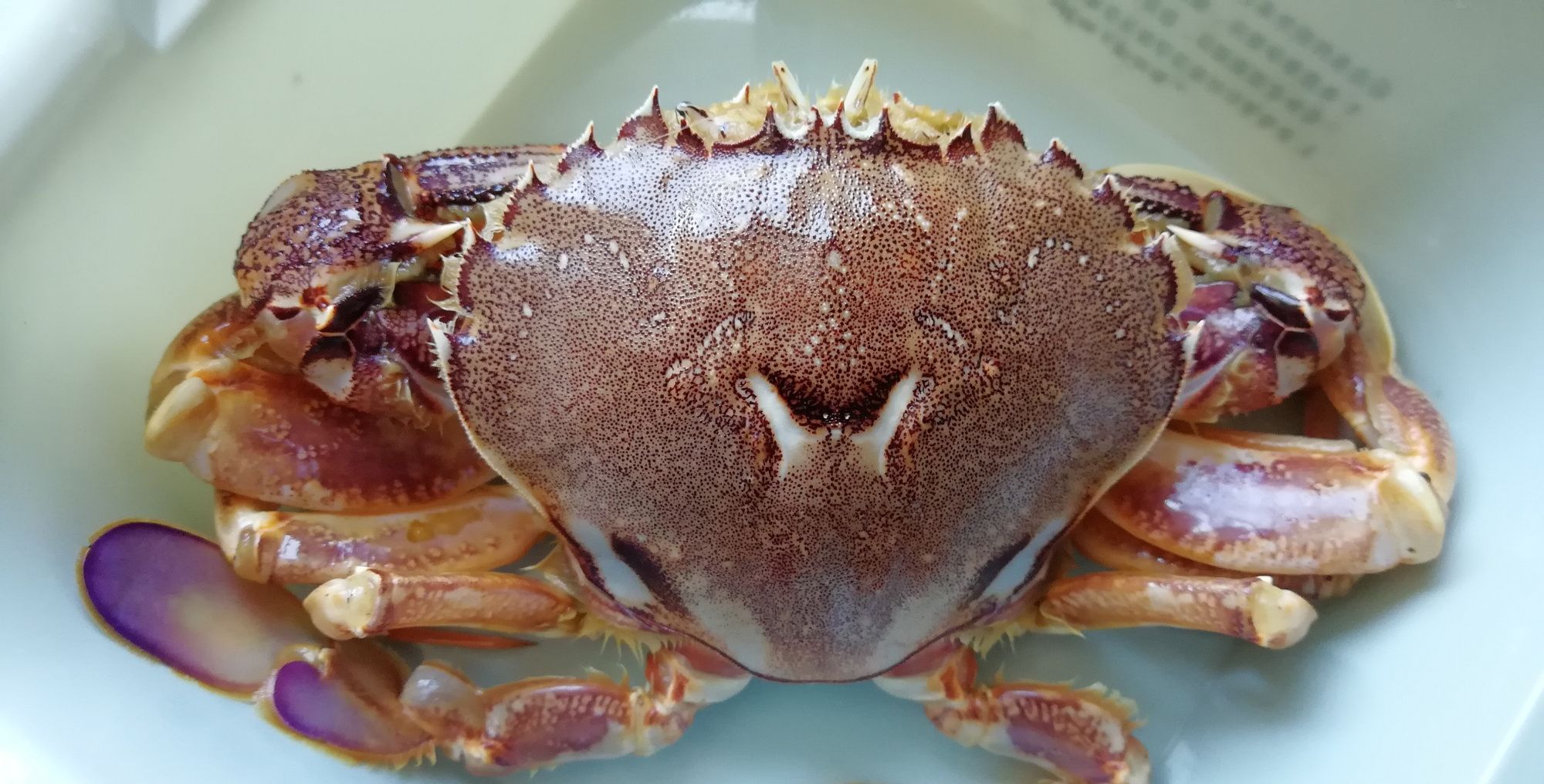 平价海鲜之,葱油石蟹_高清图集_新浪网