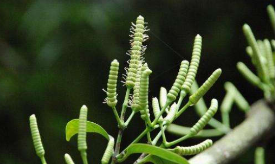 "买麻藤"是一种中草药药材,有一些天然的止咳成分,它对人类高发的气喘