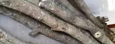海南黄花梨知识:油梨与糠梨、颜色、纹路、毛孔、裂心及气味|沉香|海黄|海南