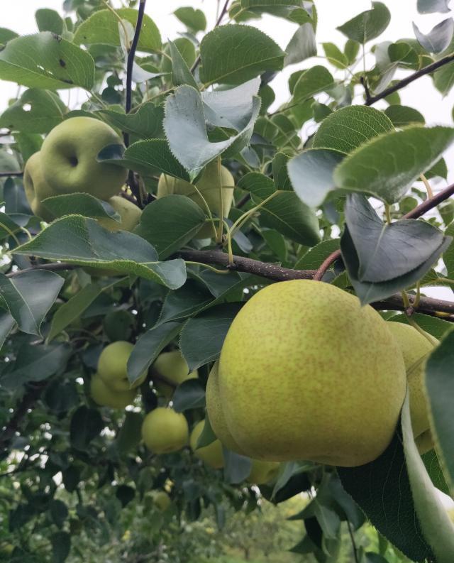梨都砀山只产梨不这两种特产已被吃货认可
