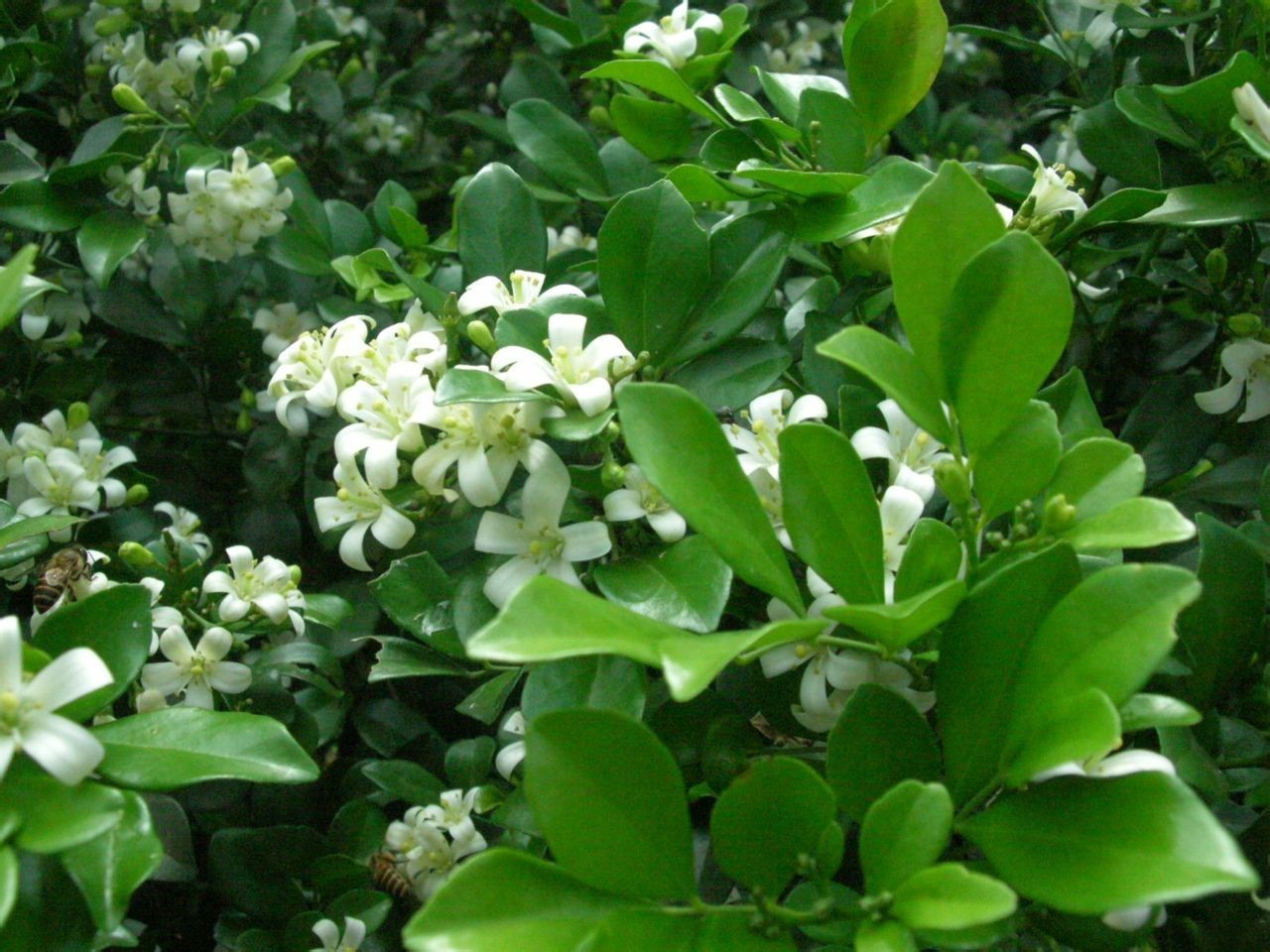 此花香味可传百里,浓郁的香味有悠久的历史,寓意着