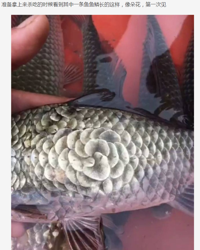 农村小伙在"河里"钓到两只大鲤鱼,有人出三万买都不卖