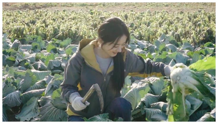 赵丽颖离婚后,工作室发布首条动态,赵丽颖下地挖菜超接地气!