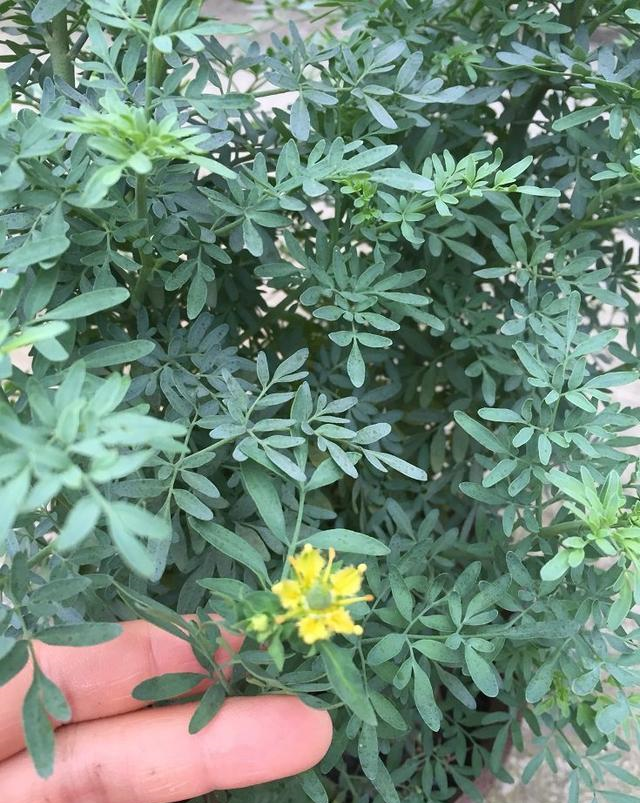 让它常常被限制在了甜食的框架之中,而实际上臭草的作用不仅是甜食