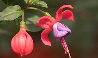 6种非常美丽的倒吊花宛如一个个小灯笼小巧可爱