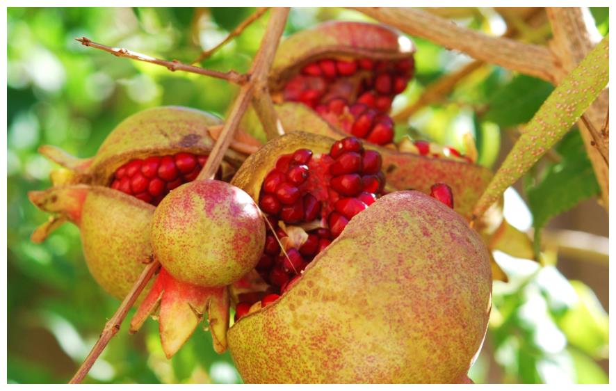 立冬来临出门在外要备这几种金玉果寓意平安富贵财不断