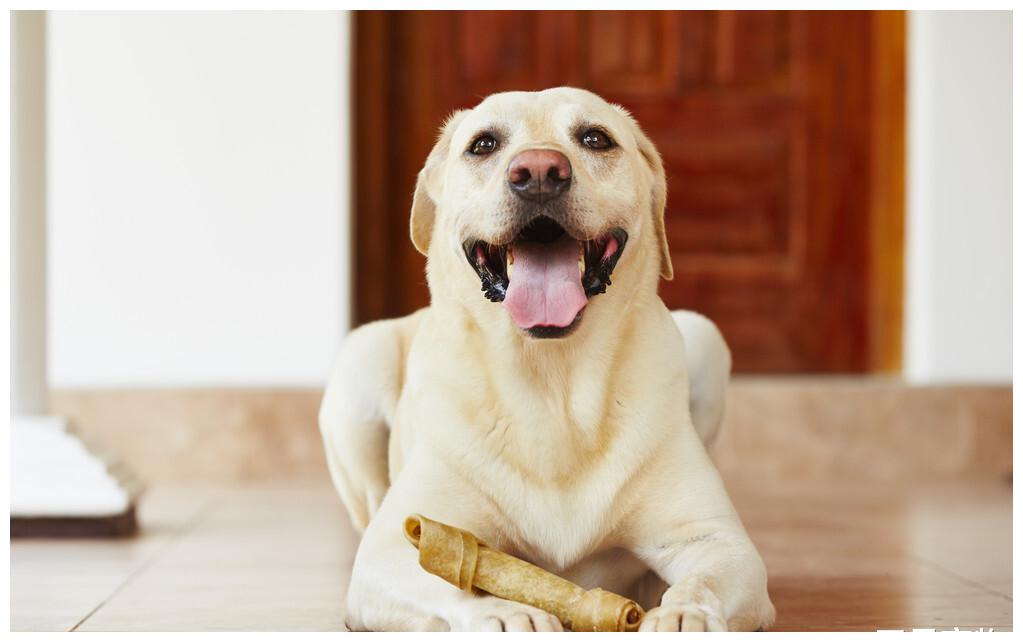 狗狗吠叫的含义是什么 你知道吗 狗狗 叫声 含义 新浪新闻