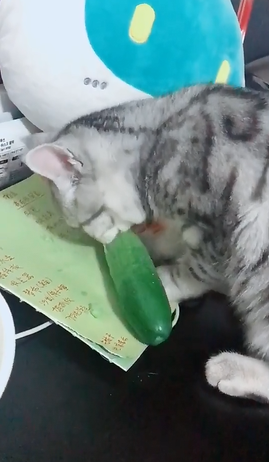 猫咪今天改吃素食！原因居然是因为这个！