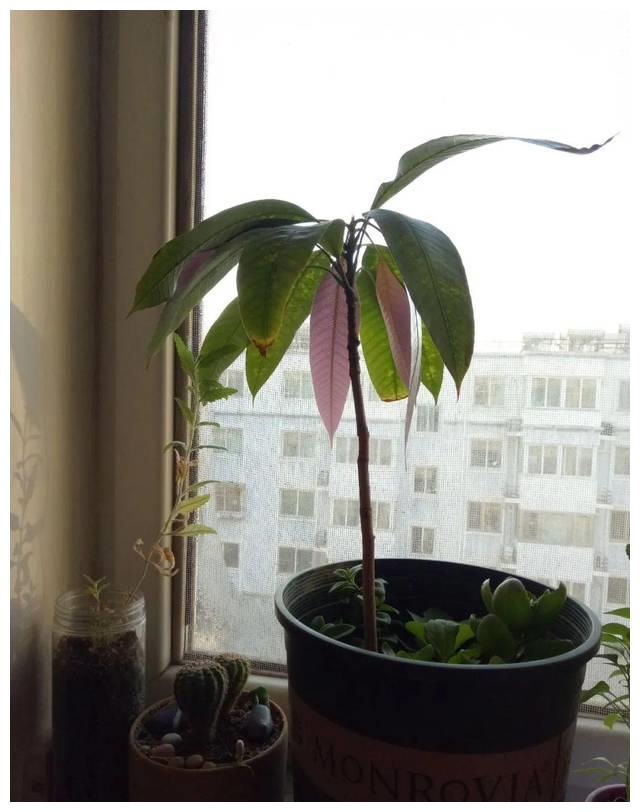 芒果这么种才长得快,随手一剪,就能种出小盆栽!