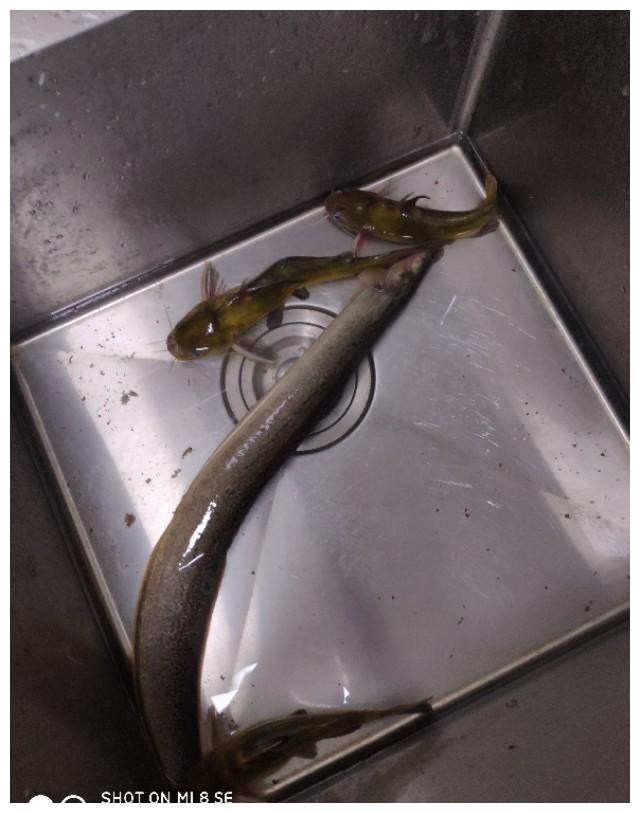 找老婆找大屁股吃鱼吃刀鳅