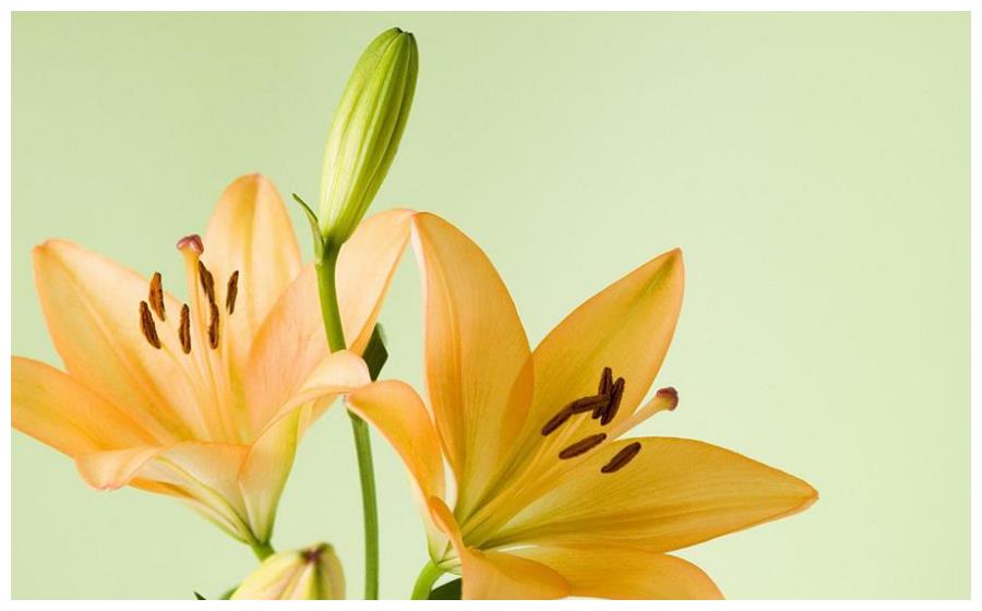 属鸡的人早期阵子有"盘根""贯索"凶星来犯,导致一些人遇到横财运欠佳