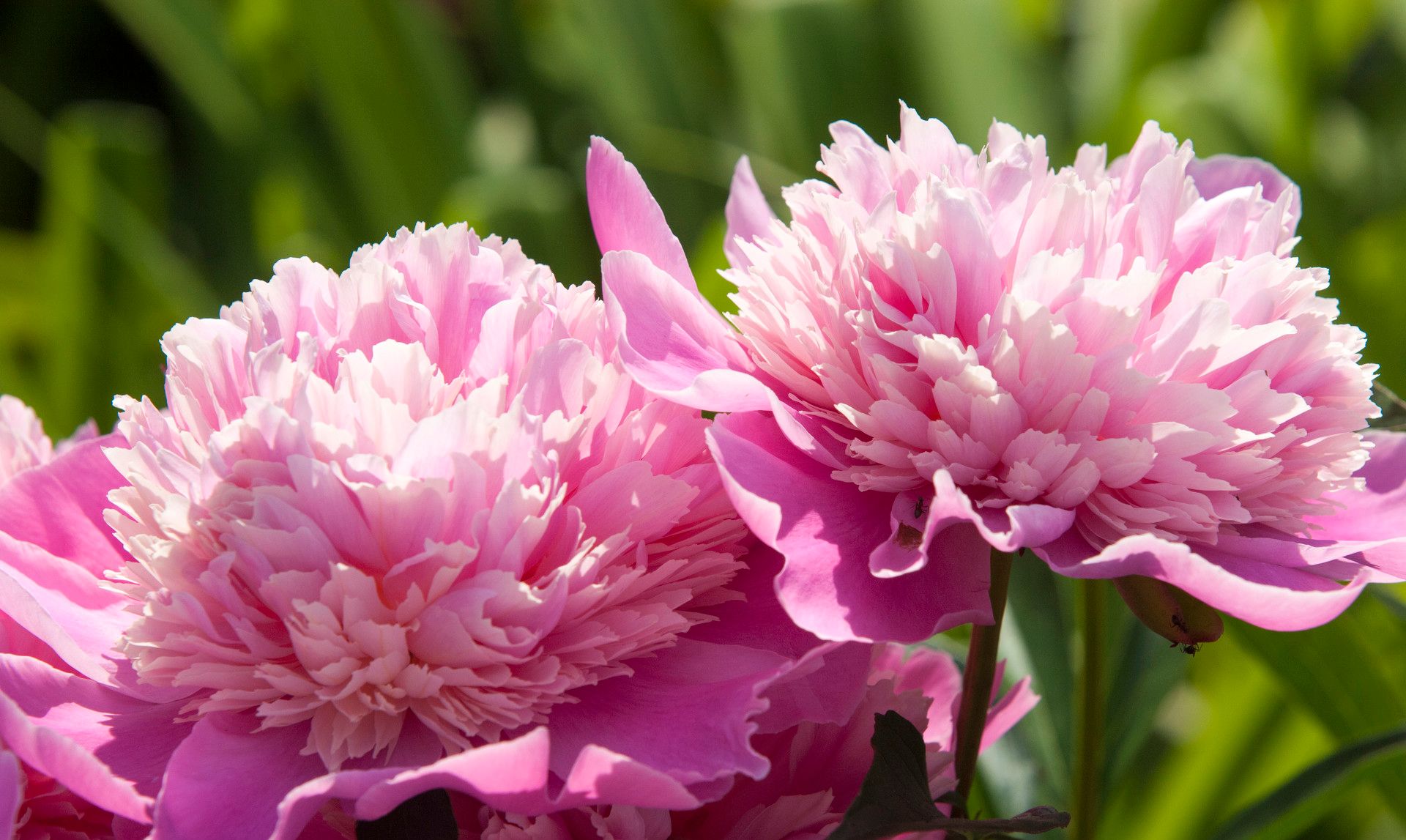 分享一组精美的牡丹花壁纸,赶紧收藏吧!