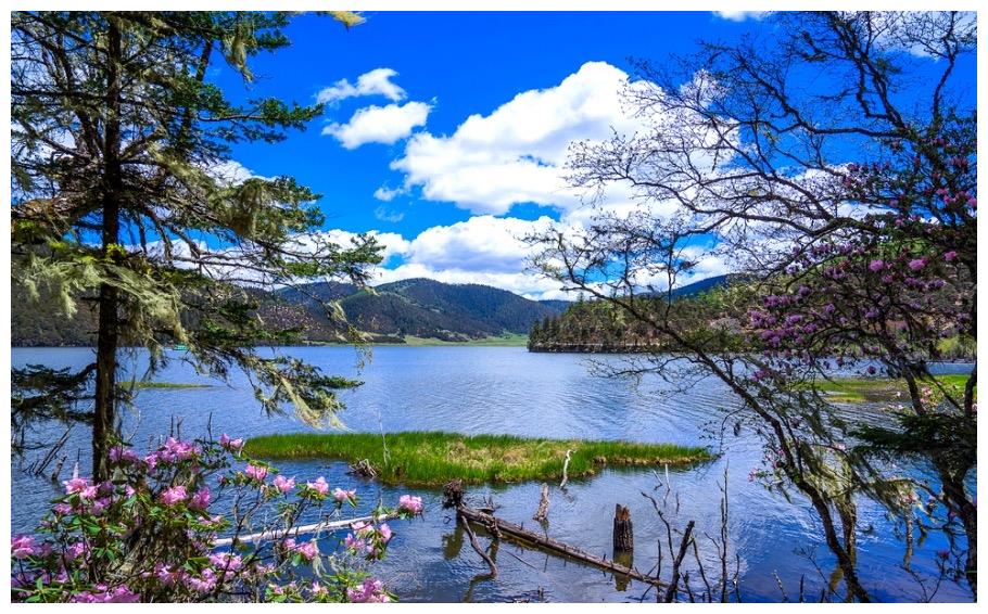 动物奇观——碧塔海中的"杜鹃醉鱼"|碧塔海|杜鹃|醉鱼_新浪新闻