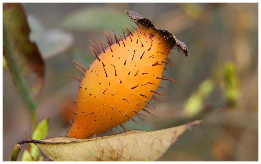 这个野生果浑身都是宝,药用价值极高,你认识它吗?|刺果|刺梨|价值_新浪新闻