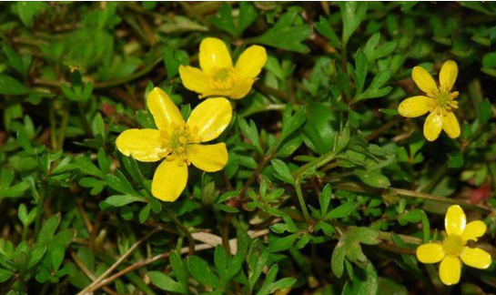 不论是食用还是药用猫爪草都具有多种功效,但人们食用它时也担心它有