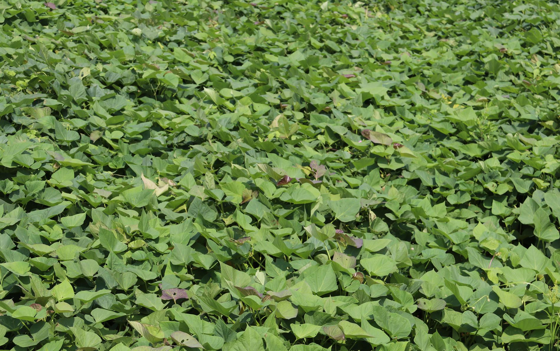 胶东老农的经验总结:处暑前后的地瓜蔓,鲜嫩可食__财经头条