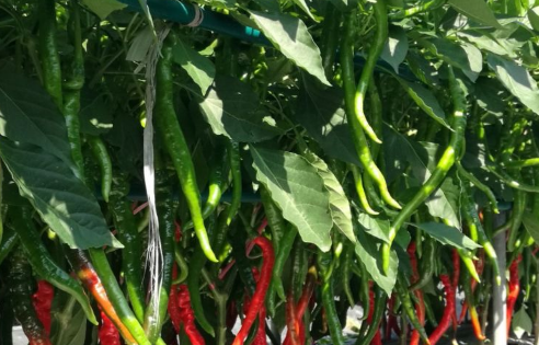 喜欢吃辣椒,不如自己种杭椒,不仅温中散寒,还是美味佳肴!