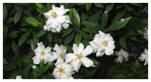 怎样养好栀子花,需要了解的几点问题