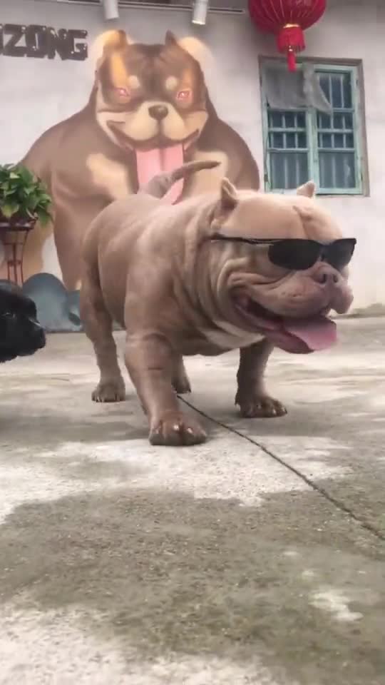 恶霸犬,帅吧,霸气不