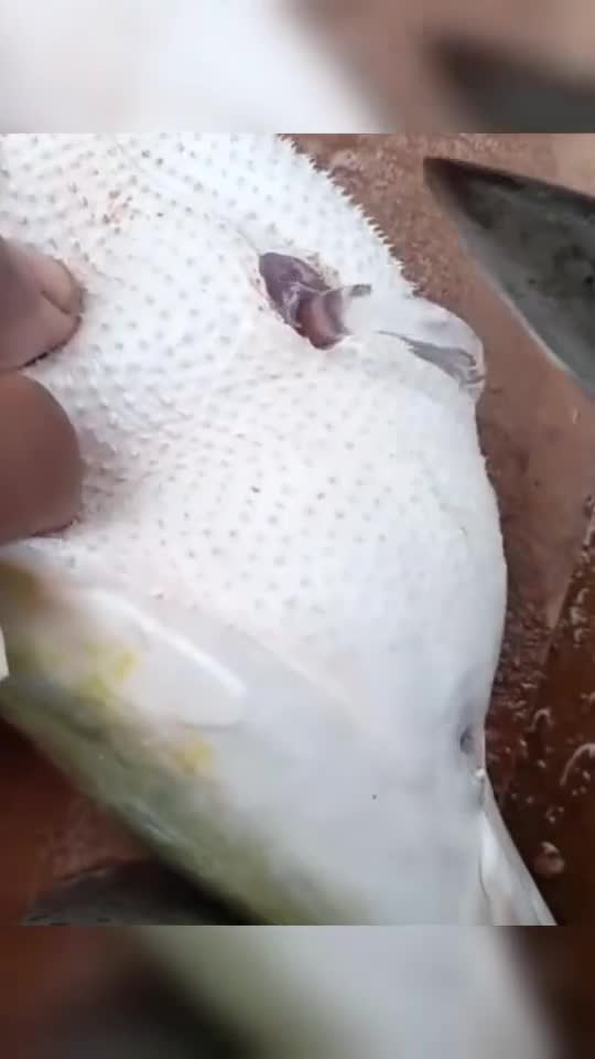 切开河豚圆鼓鼓的肚子一看里面竟全是水真长见识了