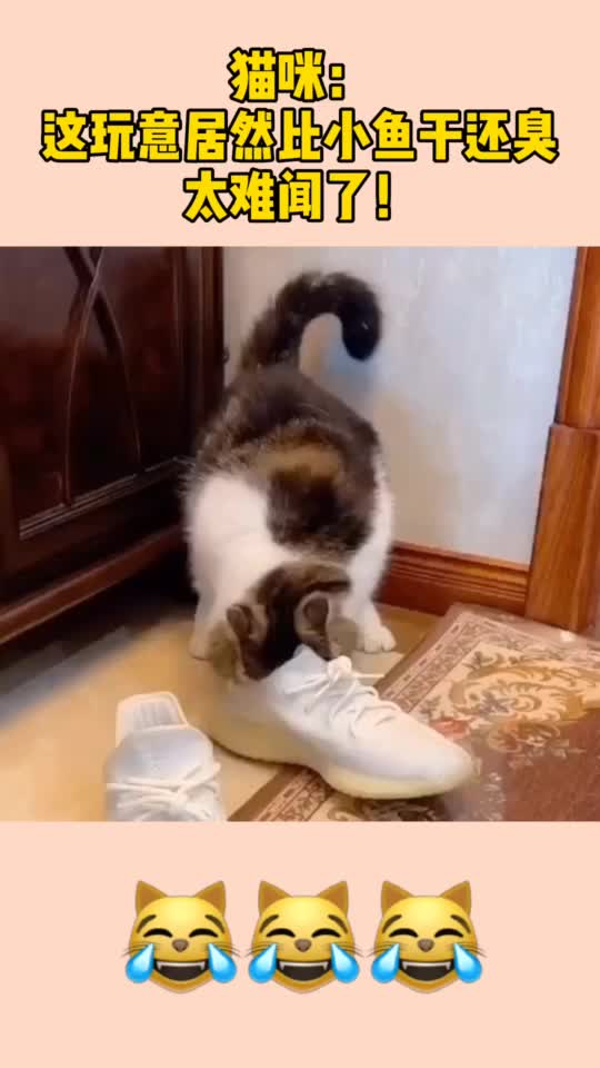 猫咪闻主人的鞋子，差点闻吐，表情动作太搞笑了！_新浪新闻