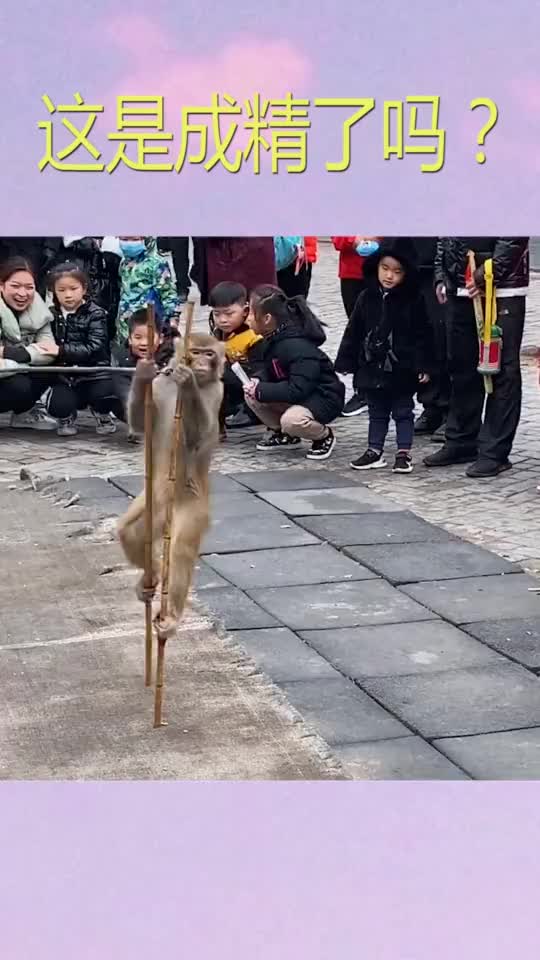 猴子表演杂技踩高跷,动作娴熟一气呵成,围观群众都看呆了!_手机新浪网