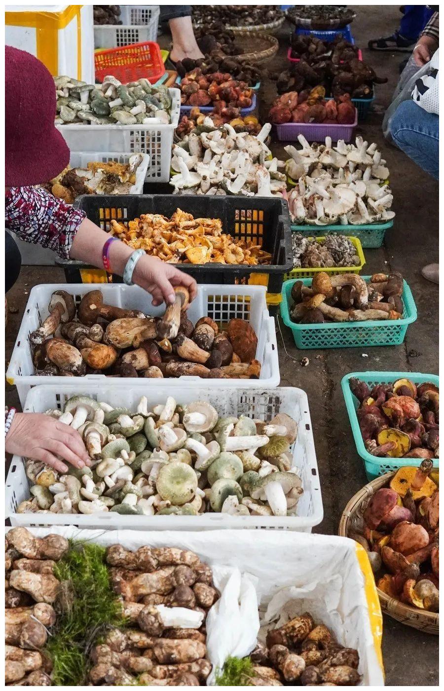 探秘世界最大野生菌市场2400一公斤的菌子随地摆