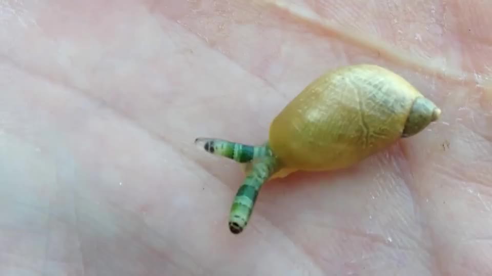 男子发现僵尸蜗牛,被寄生虫控制大脑,如同现实版丧尸