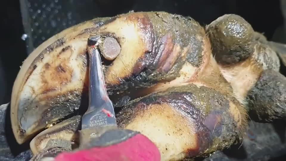 牛蹄扎进一根钉子多时,被主人发现后,直接一刀将钉子撬开!