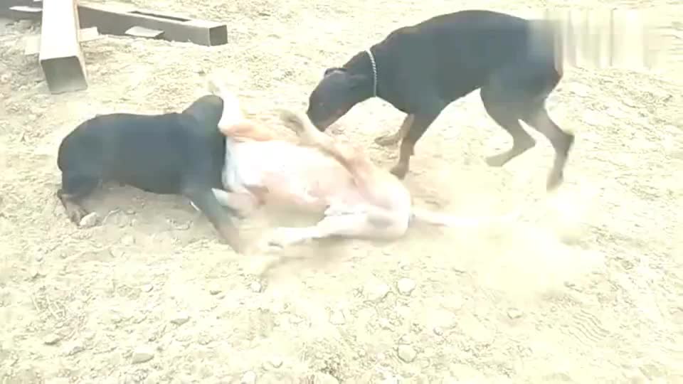 杜宾犬兄弟联手欺负美国比特犬 故意咬着脖子不放开 真调皮啊 杜宾犬兄弟联手欺负美国比特犬 故意咬着脖子不放开 真调皮啊