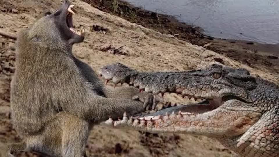 倒霉猴子被鳄鱼一口咬住头,本以为就这样了,结果耍猴拳逃过一劫