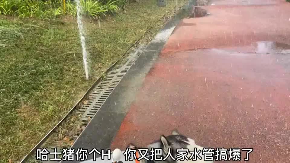 完了,哈士猪又把水管弄爆了