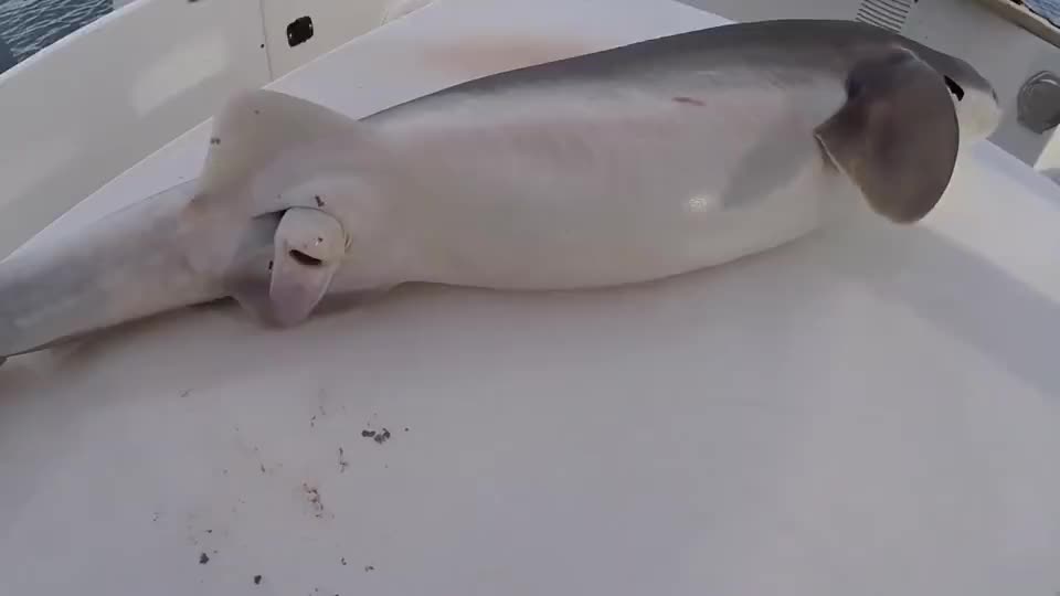 小鲨鱼还在子宫内,就会互相残杀!