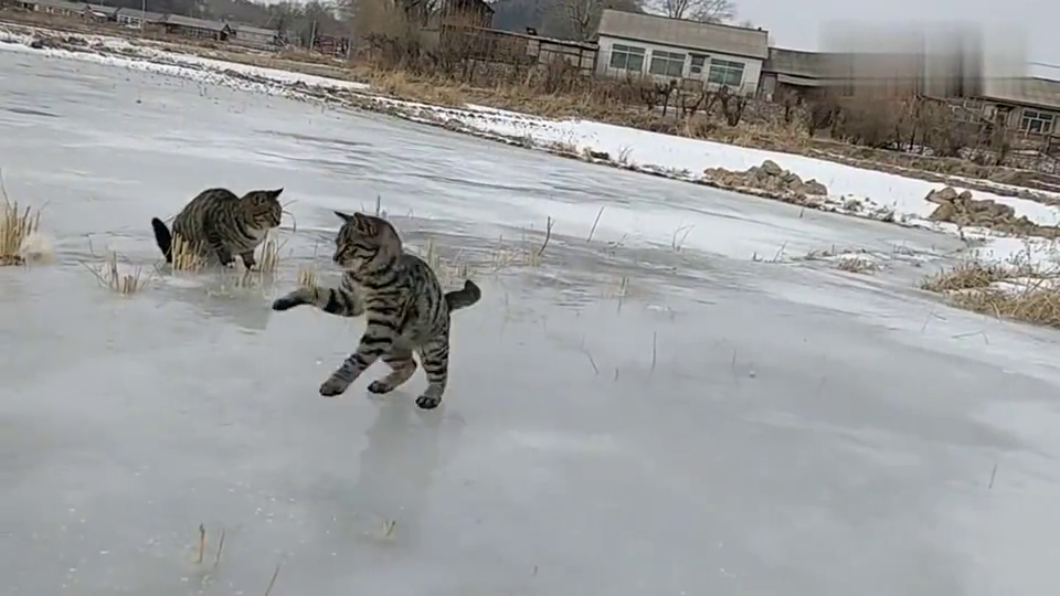 东北的猫咪也爱滑冰