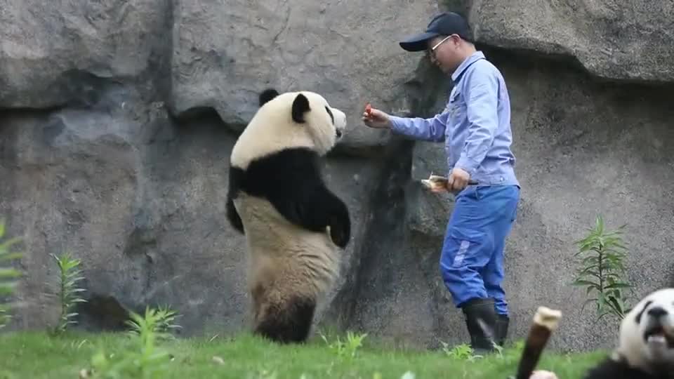 奶爸用食物引导熊猫站立,是为了锻炼它们的腰部以及后肢力量