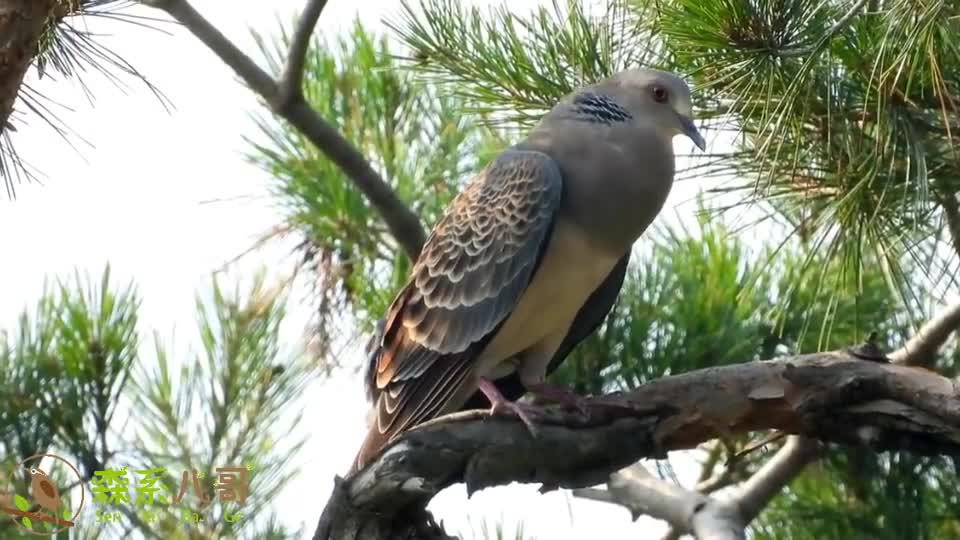 山鸽子又称山斑鸠,它的叫声你听过吗?