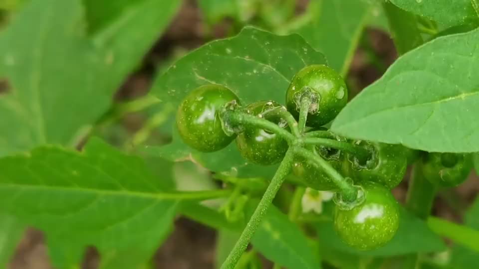 这种植物叫野海椒一种野生中草药来认识一下