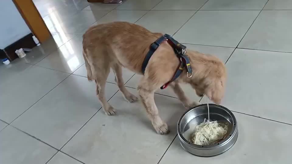 小金毛戴上狗链,开步吃饭的表情太逗了