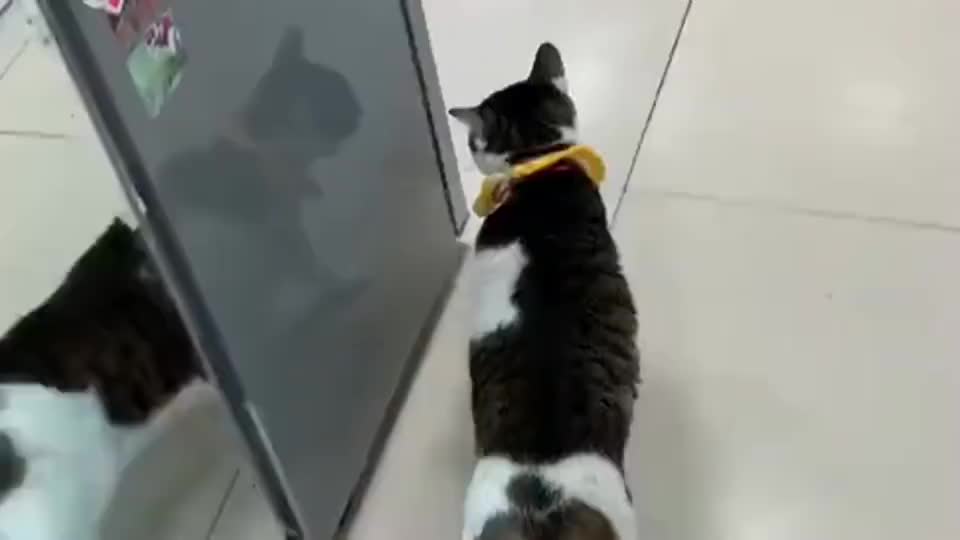 狸花猫 金窝银窝不如狗窝 这才是肉垫子