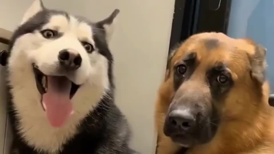 德牧又挨训了一脸的委屈二哈就知道伸舌头卖萌