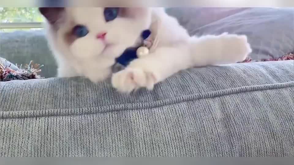 布偶猫 最贵的手袋装着最贵的猫 布偶猫 最贵的手袋装着最贵的猫