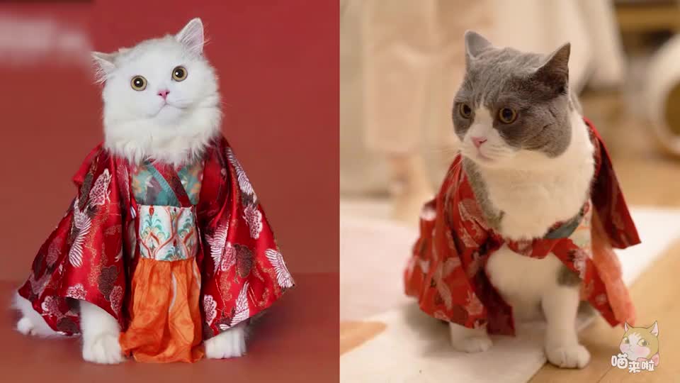 给猫穿汉服拍古装片点开之前没想到这么好笑