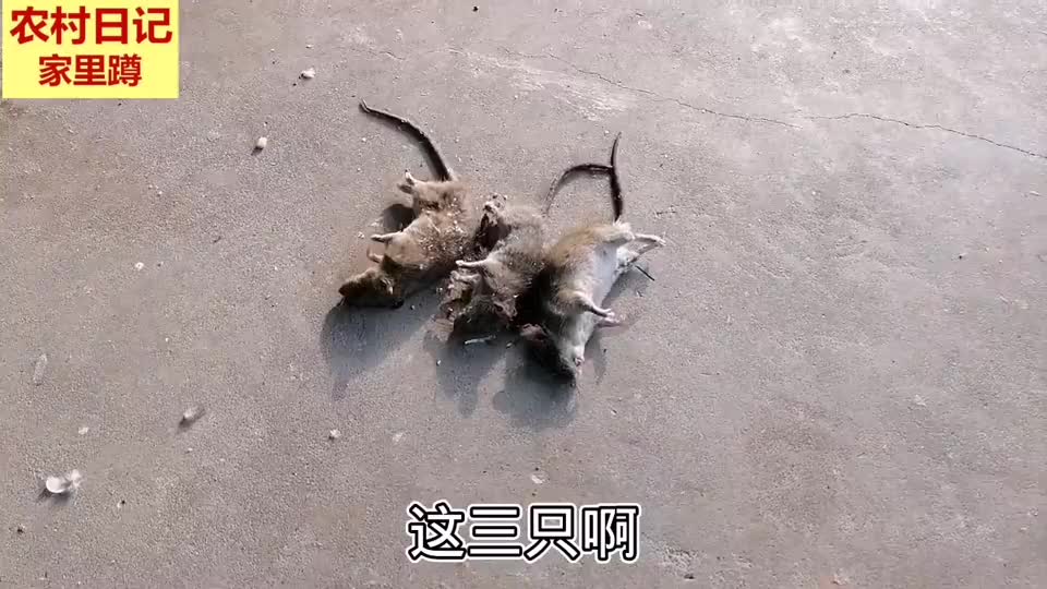 还是电猫的战果大一晚上电死了五只大老鼠这能节省多少粮食呢