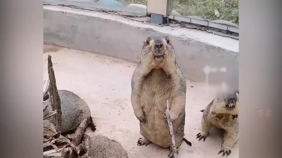 男子偶遇土拨鼠不停絮叨,土拨鼠当场崩溃丢掉食物,原地呆站懵圈