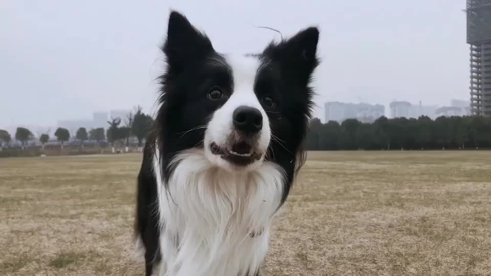 边牧一脸疑惑的表情超可爱