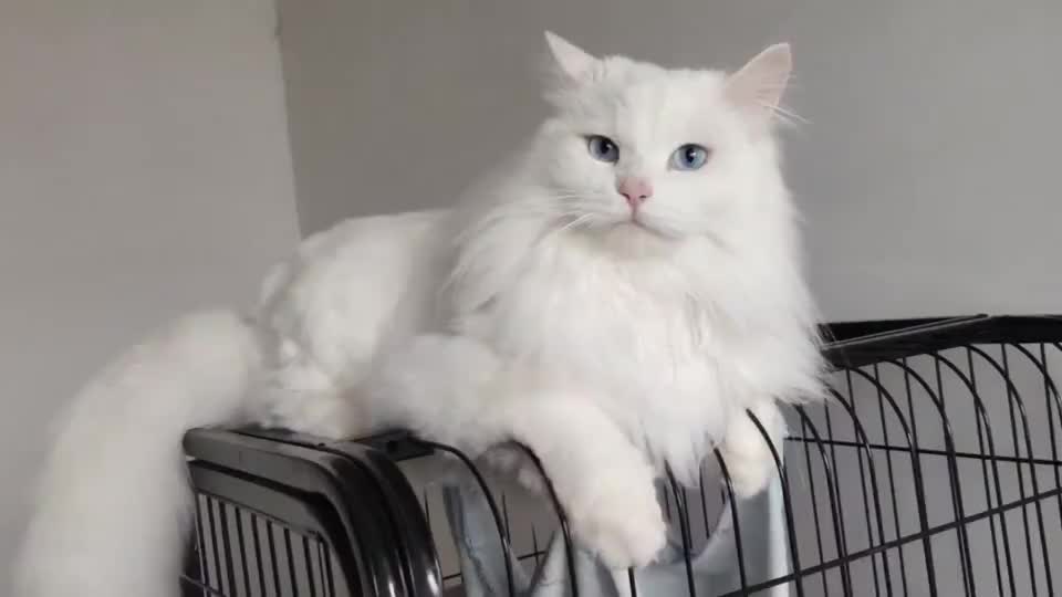 这狮子猫的神仙颜值,这价格不菲吧!