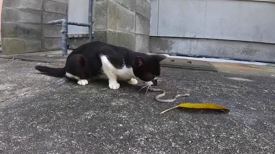 猫咪咬死一条蛇,二话不说直接开吃,太霸气了,视频记录全过程|蛇|猫