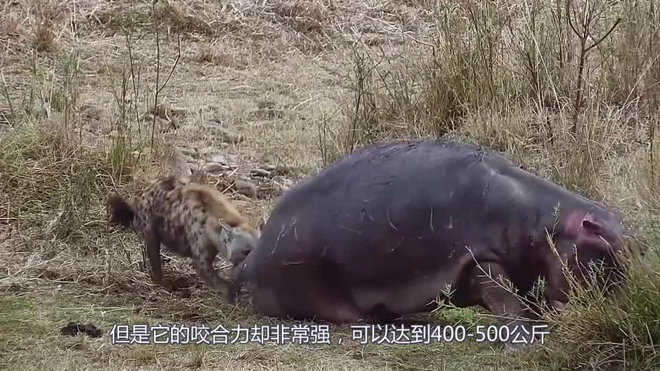 比特犬和斑鬣狗打上一架的话谁会获胜